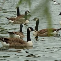 Christine Baptiste Photo 12