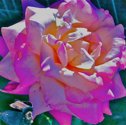 Julia Callahan Photo 25