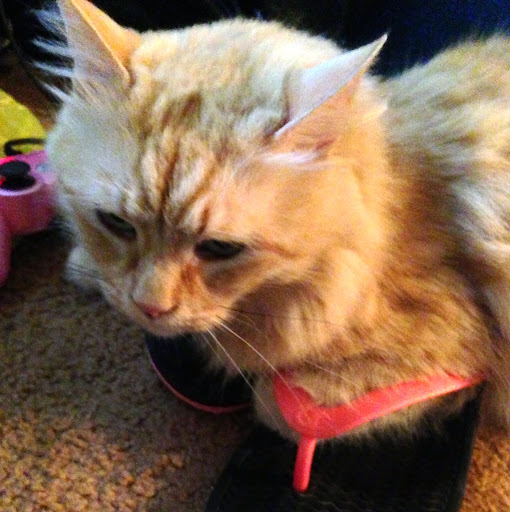 Heather Novak Photo 29