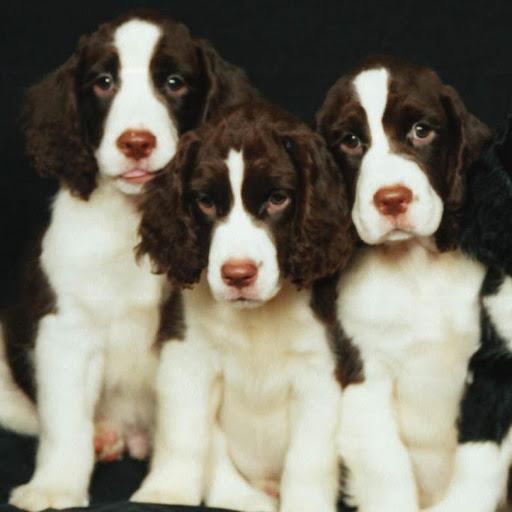 Lisa Bledsoe Photo 19