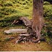 Elizabeth Root Photo 17
