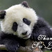 You Lin Photo 14