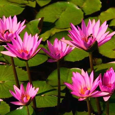 Nancy Olivera Photo 11