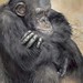 Lynne Davies Photo 15