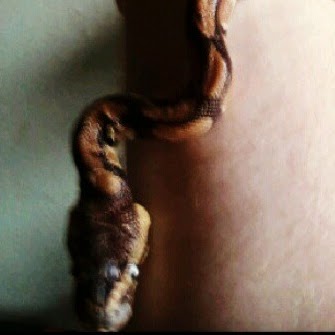 Nicholas Neal Photo 7