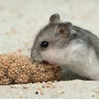 Fred Gordon Photo 24