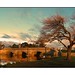 Ross Stone Photo 29