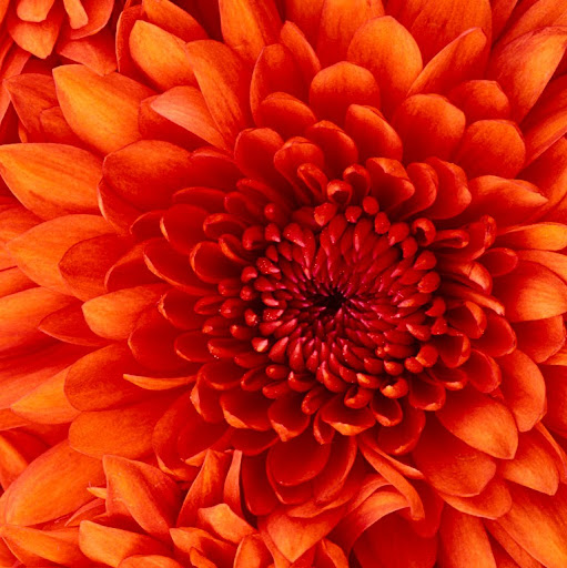 Geraldine Morrison Photo 29