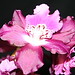 Robin Pittman Photo 41