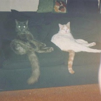 Paul Larsen Photo 26 Paul Larsen Photo 26