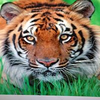 Kathleen Strong Photo 30