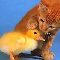 Claude Phillips Photo 8