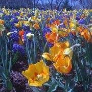 Debbie Flaming Photo 1