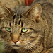 Lisa Jaeger Photo 11