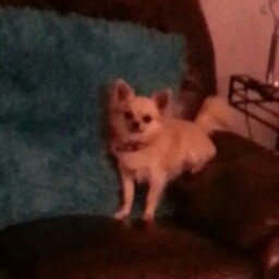 Diane Cowan Photo 30