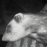 Robyn Chandler Photo 10