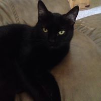 Debra Hedrick Photo 16