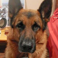 Hans Schaefer Photo 19 Hans Schaefer Photo 19