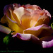 Rose Morning Photo 2