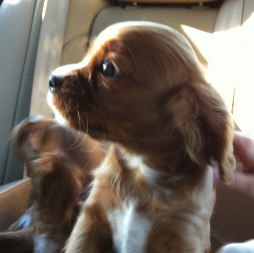 Kelly Nguyen Photo 47