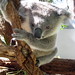 Dianne Hill Photo 31