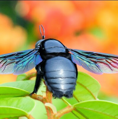 Rose Houston Photo 6