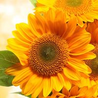 Cheryl Best Photo 12