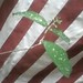 Ted Gunderson Photo 6