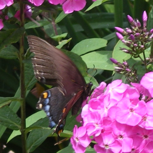 Julie Hooper Photo 14