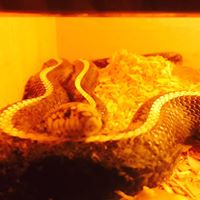 Chris Cates Photo 23