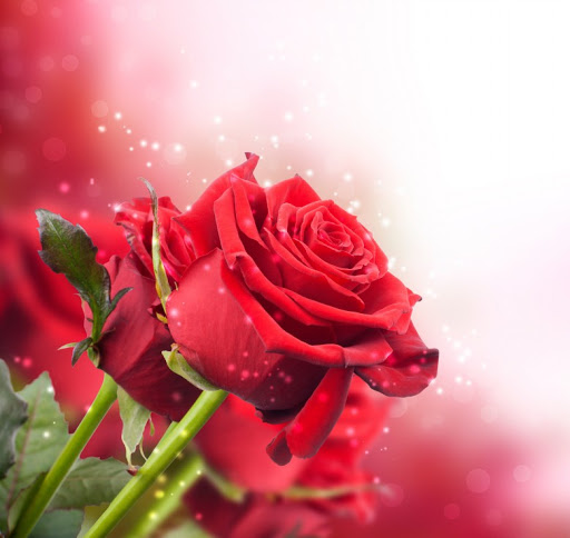 Nada Mohammad Photo 7