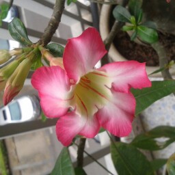 Bin Zheng Photo 23