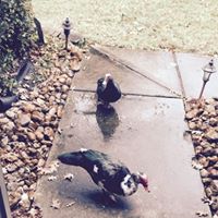 Michelle Hiles Photo 11