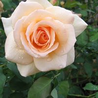 Sandra Maloney Photo 17