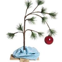 Anita Tester Photo 5