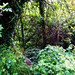 Ronald Wood Photo 5