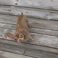 Debra Potter Photo 8