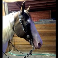 Pamela Stevens Photo 31