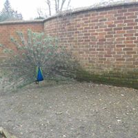 Rosemary Howell Photo 22