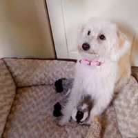 Julia Holden Photo 21 Julia Holden Photo 21