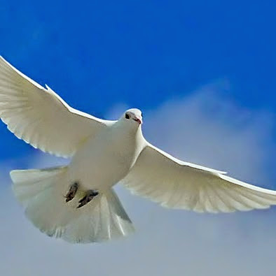 Cynthia Dove Photo 21