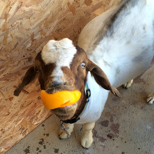 Victor Valdez Photo 10