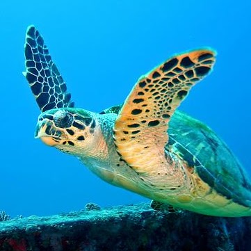 Susan Fransen Photo 4