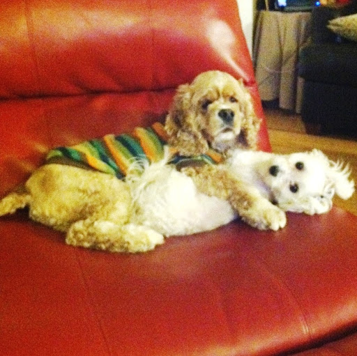 Michelle Maldonado Photo 28