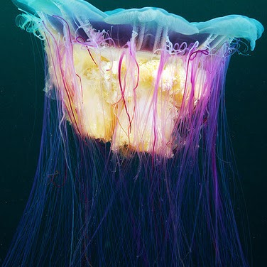 Joshua Ackerman Photo 19