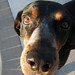 Roy Coon Photo 13