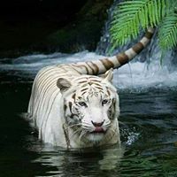 Virginia Dixon Photo 14