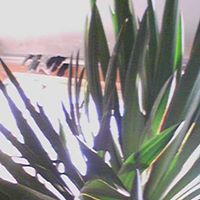 Xiaoping Li Photo 28 Xiaoping Li Photo 28