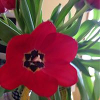 Pamela Frey Photo 15