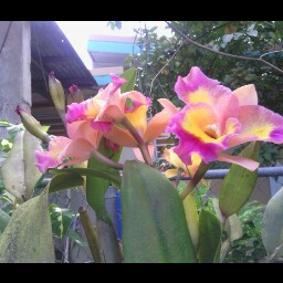 Awilda Rivera Photo 36